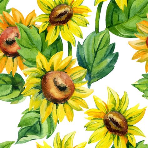 Modello Senza Cuciture Dell Acquerello Con I Girasoli Illustrazione Di