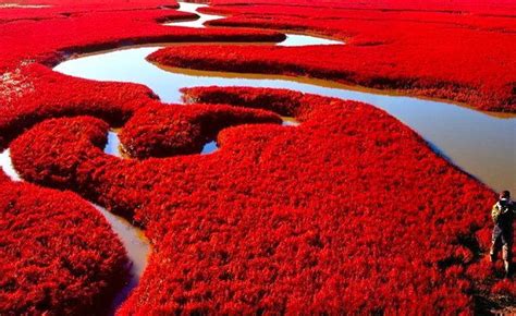 Incredible Red Seabeach in China - Places To See In Your Lifetime