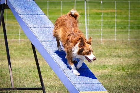 Dog obstacle course race stock photo. Image of obstacle - 152961596