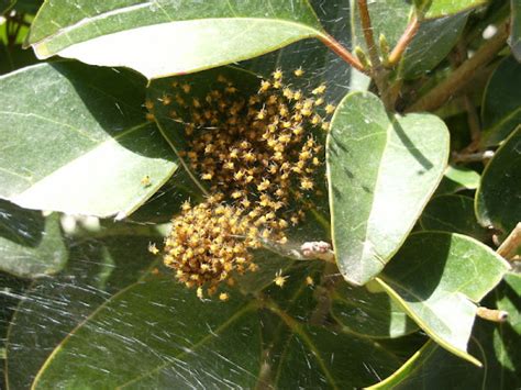 Baby Spiders Project Noah