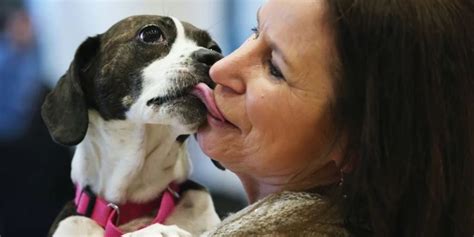 Neue Studie Hunde können riechen wenn Menschen gestresst sind