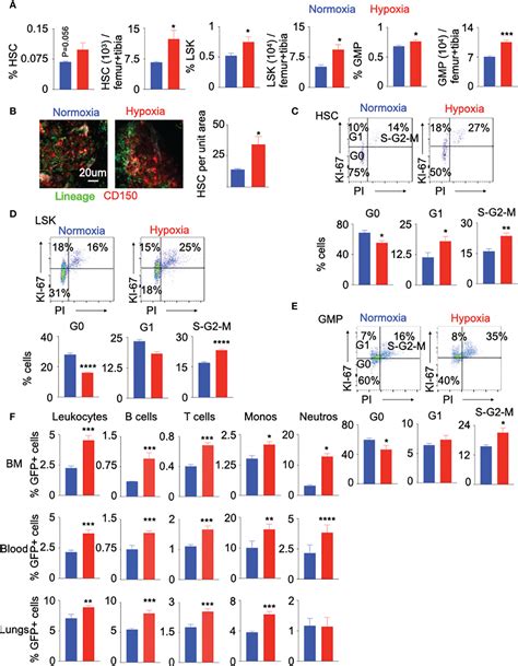 Frontiers VEGF Receptor 1 Promotes Hypoxia Induced Hematopoietic