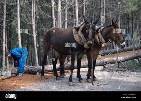 Mule Equus Asinus X Caballus High Resolution Stock Photography And