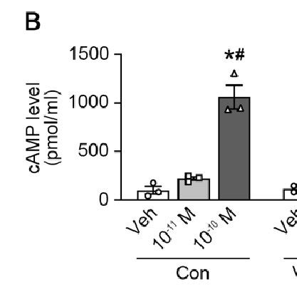 Cell Proliferation And Ddavp Induced Intracellular Camp Levels In