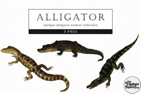 Alligator Vintage Animal illustration Clip Art, Clipart, Fussy Cut By ...