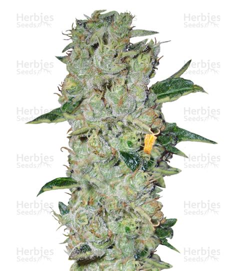 Northern Lights Regular Seeds For Sale Strain Information And