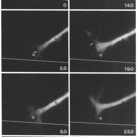 Turning At A Substrate Border By Motility Driven Reorientation 4