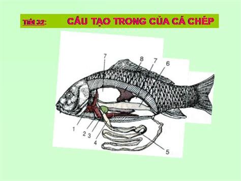 Bài 33 Cấu Tạo Trong Của Cá Chép Sinh Học 7 Lê Thị Thu Thảo Thư