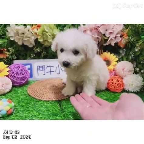 鬥牛小子犬舍~爆毛棉花糖比熊弟妹 特寵業繁字第u1070228 鬥牛小子犬舍 營業登記47813464 狗狗日常 狗狗 Youtube