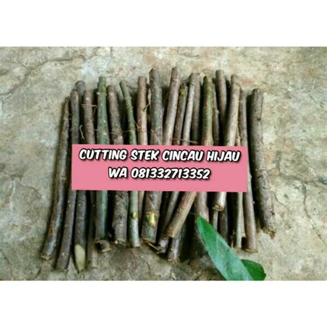 Jual Bibit Cutting Steck Cincau Hijau Non Bulu Di Lapak Sokogeneng Farm