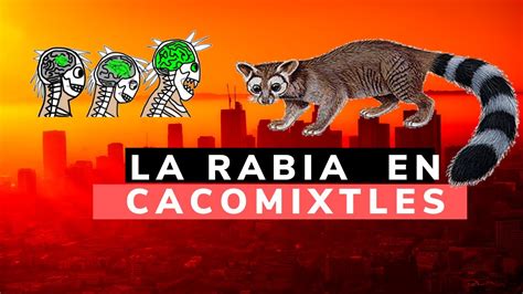 Los Cacomixtles Y La Rabia Resolviendo Dudas Youtube