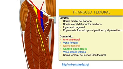 Descripción de diversos temas de anatomía humana imagenología y