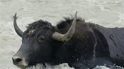 Amazing Wild Yak Crossing The Dangerous River 2020 Youtube