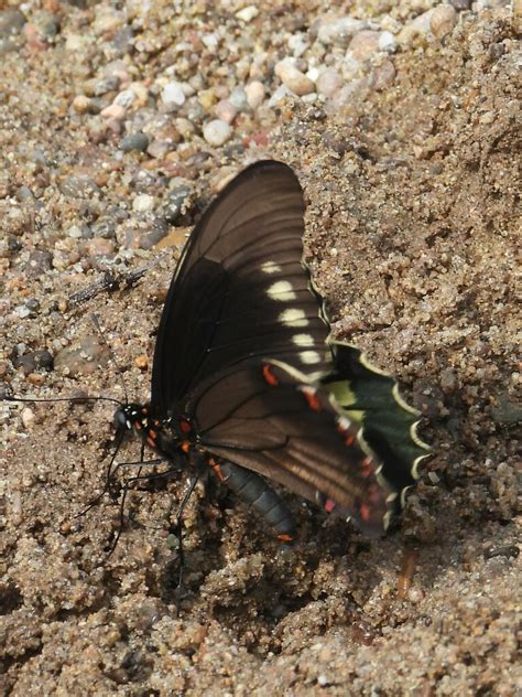 Battus Polydamas Polydamas From Compostela Nay M Xico On August