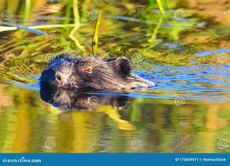 Beaver In A Wetland During Sunset On A Sunny Fall Day In The Crex