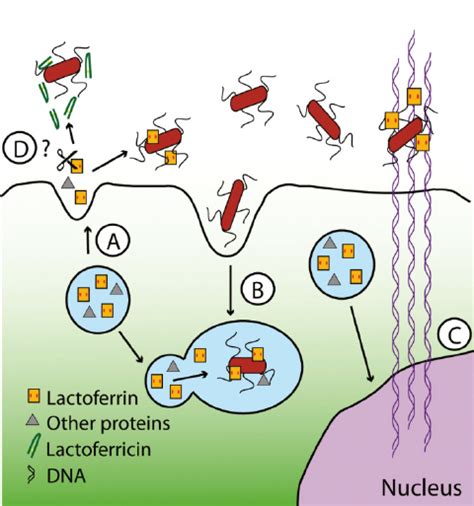 Schematic Representation Of The Response Of Neutrophils To Invading