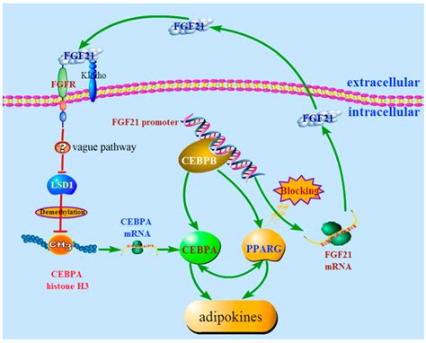 Regulation Ofbrown Fat Adipogenesis By Ptp1b 7