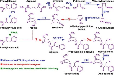 Methods Of Alkaloids Synthesis Intechopen