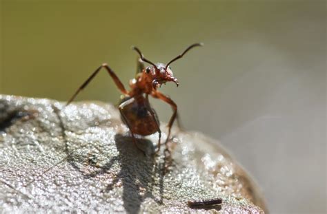 Formigas Cortadeiras X Mogno Africano Combata Em Lavouras