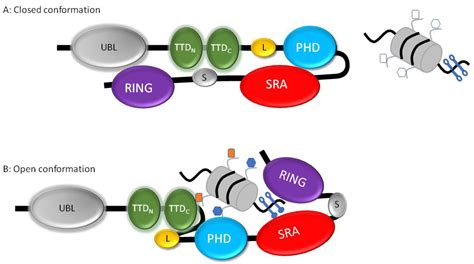 Genes Free Full Text Coordinated Dialogue Between Uhrf And Dnmt