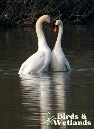 Mute Swan (Cygnus olor) - Birds & Wetlands