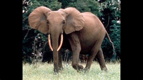 African Forest Elephant Sound Effects 🐘 🔊 Youtube