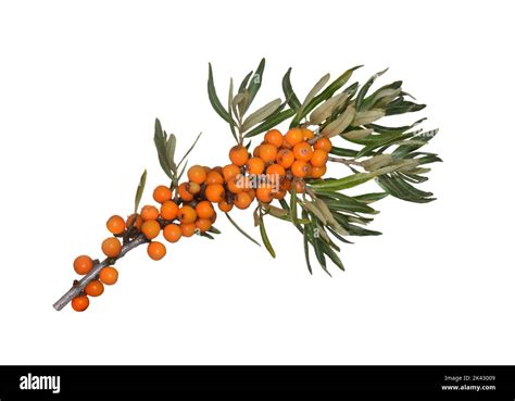 Sea Buckthorn Hippophae Rhamnoides Stock Photo Alamy