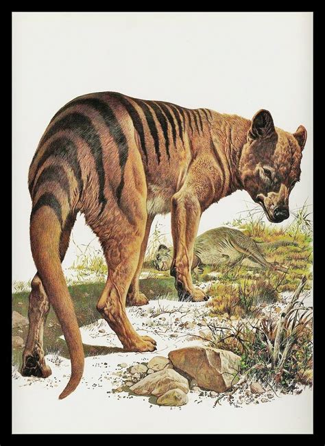 Thylacine Dreams A Fascinating Illustration