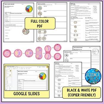 Mitosis Graphic Organizer Digital And Printable By Science Is Real