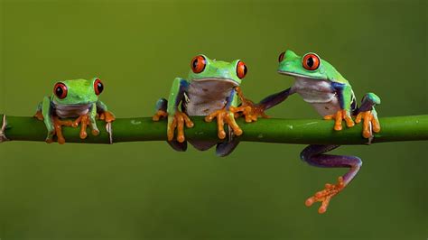 Hd Wallpaper Tree Frog Amphibian Twig Tree Frogs Red Eyed Tree