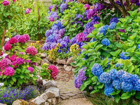 Comment Planter Et Bien Entretenir L Hortensia