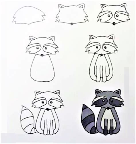 How To Draw A Raccoon Idea 12 Step By Step Drawing Photos