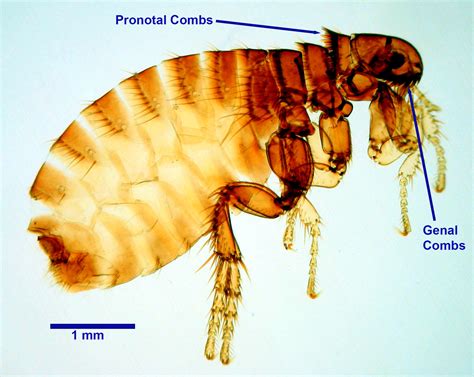 Ctenocephalides Felis Felis Cat Flea Ctenocephalides Felis Canis