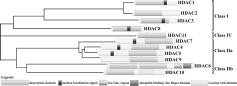 Histone Deacetylase Inhibitors Can We Consider Potent Anti Neoplastic