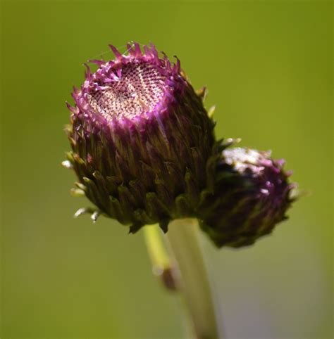 Huopaohdake Cirsium Helenioides Kirkku Flickr