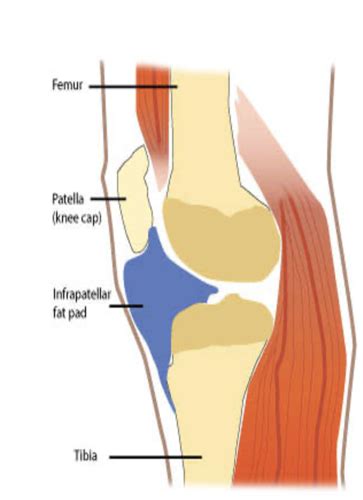 Knee Anatomy Flashcards Quizlet