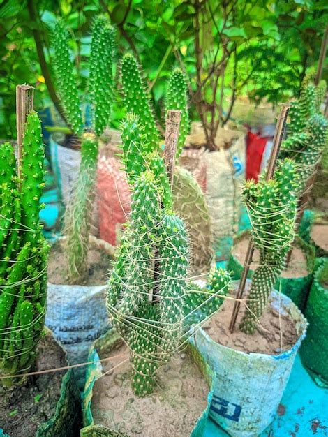 Una Variedad De Plantas De Cactus Se Muestran En Macetas Y Sobre Una