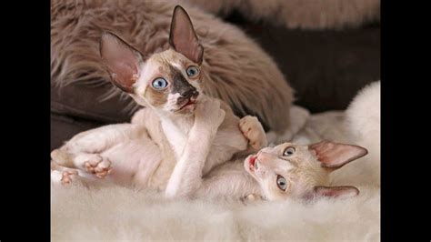 Cornish Rex Babys Are 10 Weeks Old And All They Want Is Playng Again