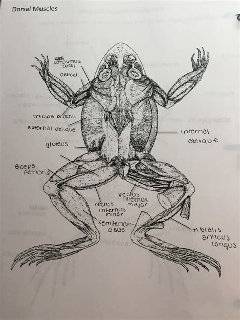 Frog Dorsal Muscles Diagram | Quizlet