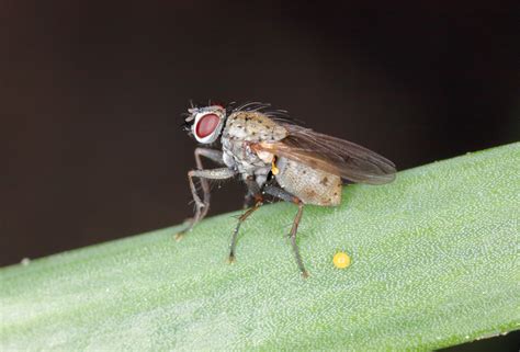 Mosca de la cebolla Koppert España