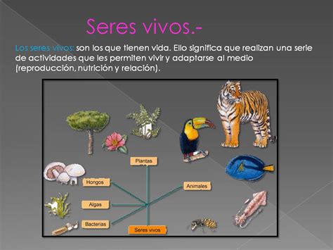 Evolucion De Los Seres Vivos