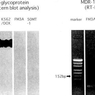 Expression Of P Glycoprotein And Mdr Mrna In Fm A Cells And