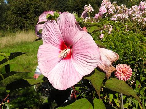 Zielono Zakr Ceni Hibiskus Bylinowy Bagienny Hibiscus Moscheutos