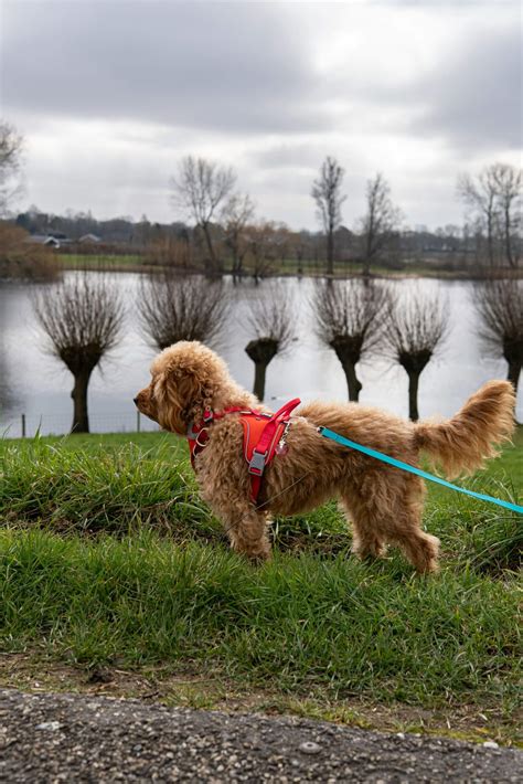 An ultimate pheasant hunting secret involves specific dog training 5