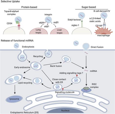 EV Uptake And Release Of MiRNAs Into The Cytosol Of Recipient Cell