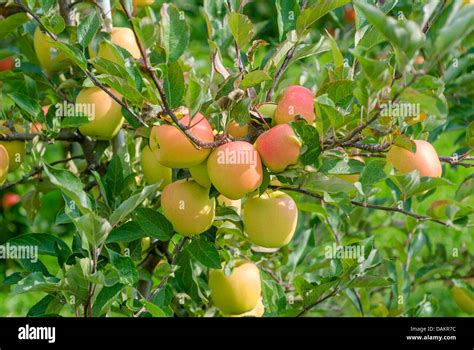 Apple Tree Malus Domestica Iduna Malus Domestica Iduna Cultivar