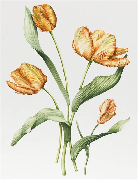 Orange Parrot Tulips by Sally Crosthwaite | Parrot tulips, Tulip ...