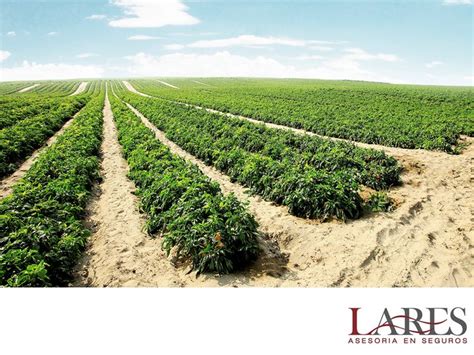 SEGUROS PARA EL CULTIVO LARES El seguro agrícola es indispensable