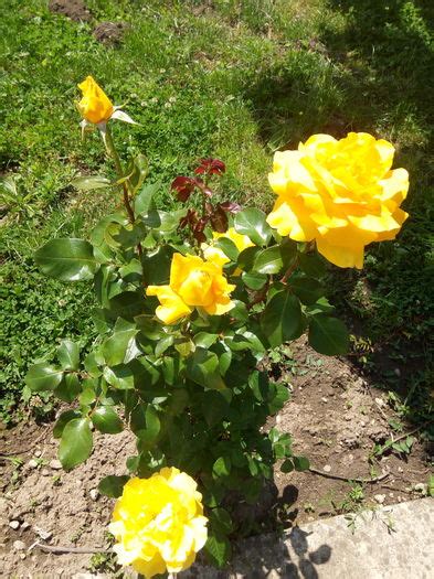 frumosul galben auriu dianac