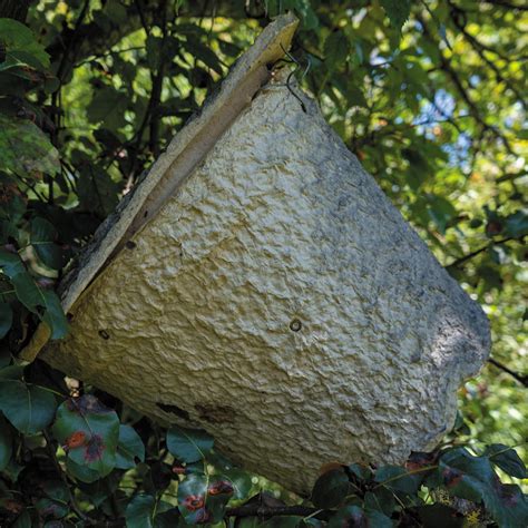 Bee Swarm Trap | Mann Lake Ltd.